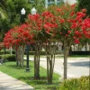 Red Crape Myrtle Live Plant - Lagerstroemia indica 'Rubra' - 4" Container - Image 1