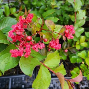 Red Crape Myrtle Live Plant - Lagerstroemia indica 'Rubra' - 4
