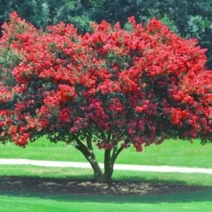 Red Crape Myrtle Live Plant - Quart Pot, 8-12 inches Tall, Outdoor Flowering Shrub - Image 1