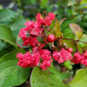 Red Crape Myrtle Live Plants - 2 Pack, 4 inch Container - Outdoor Shrub - Image 3