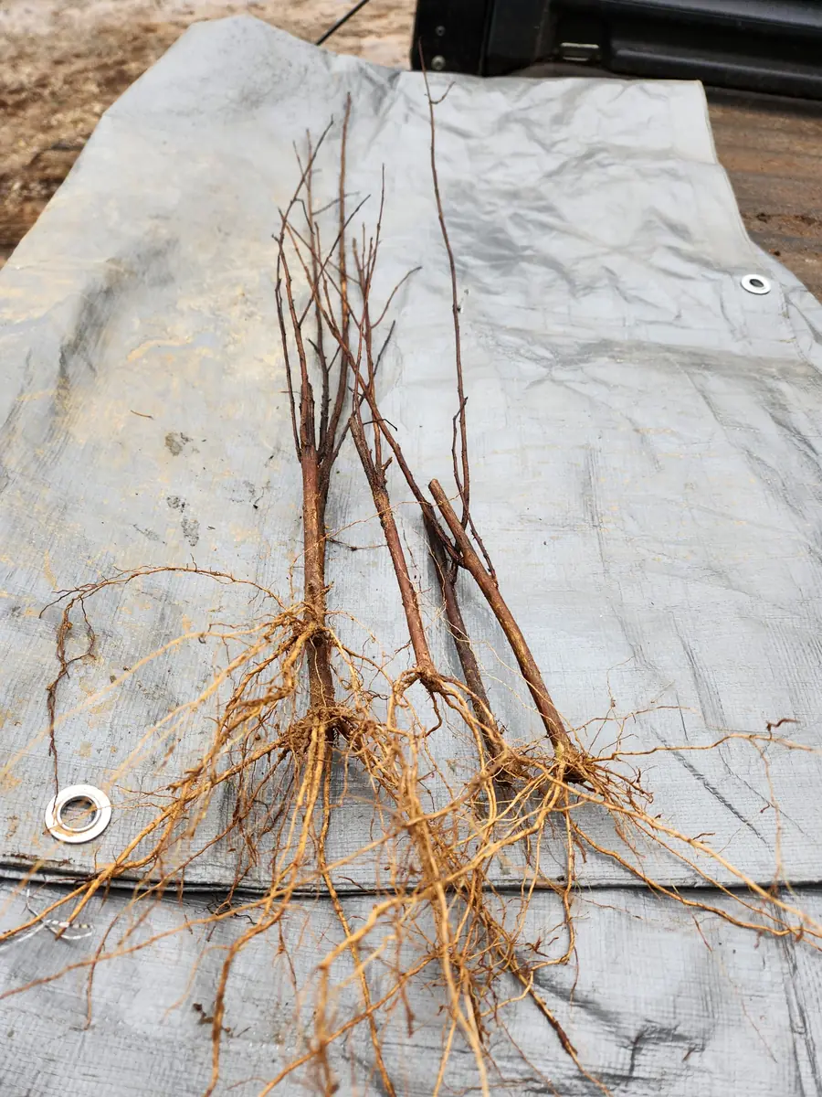 Red Crape Myrtle Live Plants - 5 Bare Root Lagerstroemia Indica Rubra, 12-18" Tall - Image 2