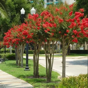 Red Crape Myrtle Live Plants - 5 Bare Root Lagerstroemia Indica Rubra, 12-18" Tall - Image 1