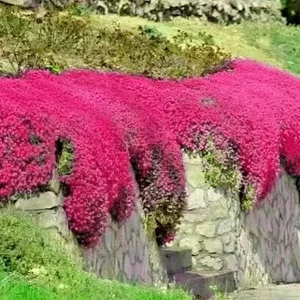 Red Creeping Thyme Seeds - 1000+ Non-GMO Groundcover Seeds - Perennial Herb - Image 1