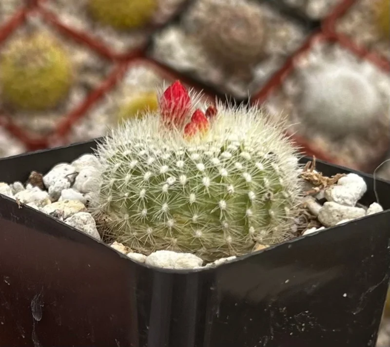 Red Crown Cactus - Rebutia Minuscula Live Plant in 4 inch Pot