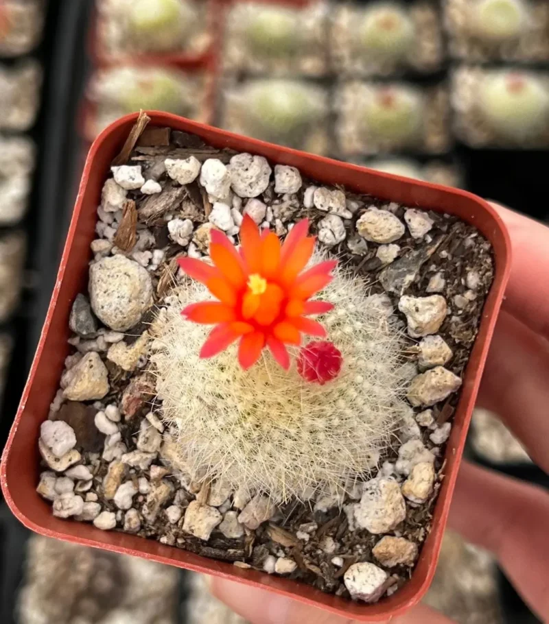 Red Crown Cactus - Rebutia Minuscula Live Plant in 4 inch Pot