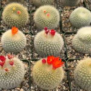 Red Crown Cactus Live Plant – Rebutia Minuscula – Blooming Cactus – 4 inch Pot - Image 1