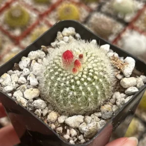 Red Crown Cactus Live Plant – Rebutia Minuscula – Blooming Cactus – 4 inch Pot - Image 4