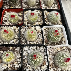 Red Crown Cactus Live Plant – Rebutia Minuscula – Blooming Cactus – 4 inch Pot - Image 9