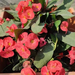 Red Crown of Thorns Live Plant - Euphorbia Milii - 3-5" Tall, 2" Pot - Indoor/Outdoor Succulent - Image 2