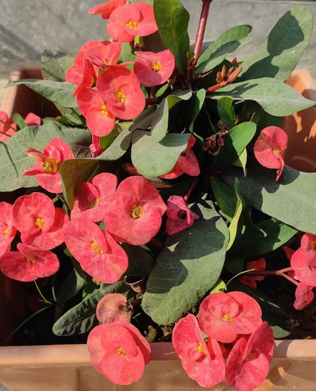 Red Crown of Thorns Live Plant - Euphorbia Milii - 3-5" Tall, 2" Pot - Indoor/Outdoor Succulent - Image 2