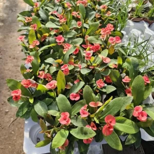 Red Crown of Thorns Live Plant - Euphorbia Milii - 3-5