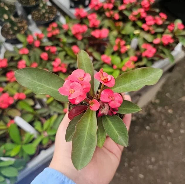 Red Crown of Thorns Live Plant - Euphorbia Milii - 3-5" Tall, 2" Pot - Indoor/Outdoor Succulent - Image 4