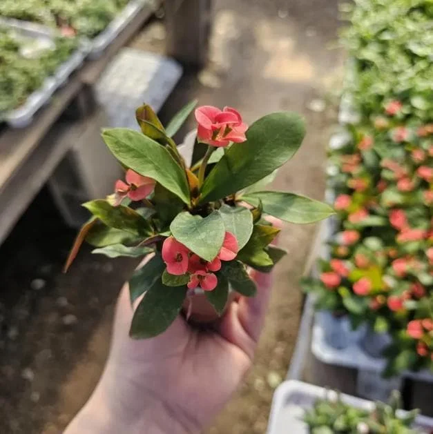 Red Crown of Thorns Live Plant - Euphorbia Milii - 3-5" Tall, 2" Pot - Indoor/Outdoor Succulent - Image 5