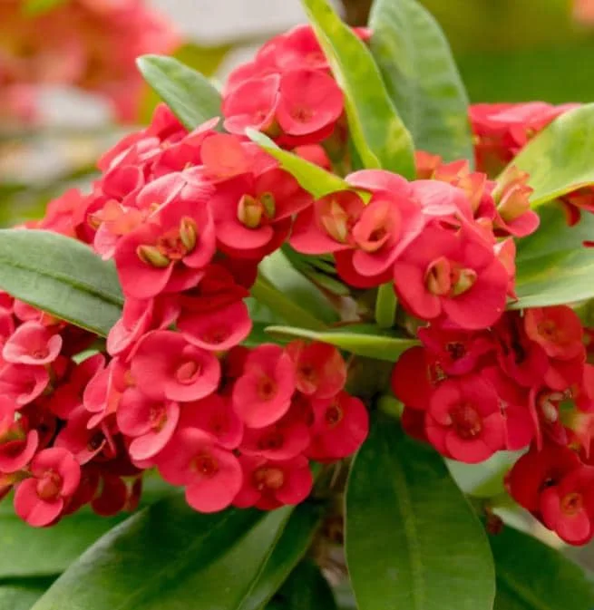 Red Crown of Thorns Live Plant - Euphorbia Milii - 3-5" Tall, 2" Pot - Indoor/Outdoor Succulent - Image 1