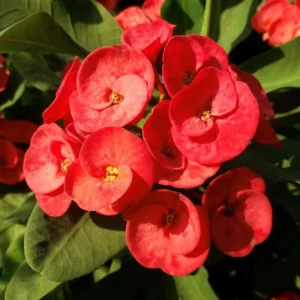 Red Crown of Thorns Live Plant – Euphorbia Milii – 4" Pot – Flowering Succulent - Image 2