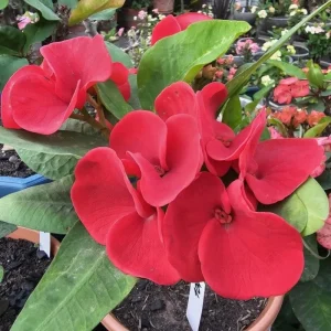 Red Crown of Thorns Live Plant – Euphorbia Milii – 4