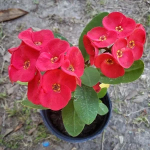 Red Crown of Thorns Live Plant – Euphorbia Milii – 4