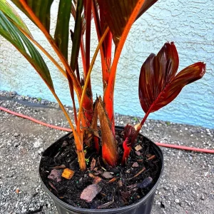 Red Crownshaft Palm Live Plant – Areca Vestiaria – 3 Gallon Pot – Indoor/Outdoor - Image 10