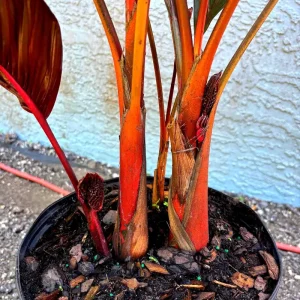Red Crownshaft Palm Live Plant – Areca Vestiaria – 3 Gallon Pot – Indoor/Outdoor - Image 3