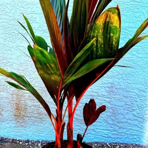 Red Crownshaft Palm Live Plant – Areca Vestiaria – 3 Gallon Pot – Indoor/Outdoor - Image 1