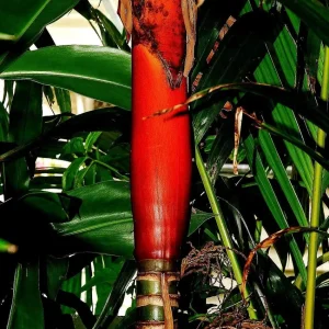 Red Crownshaft Palm Live Plant – Areca Vestiaria – 3 Gallon Pot – Indoor/Outdoor - Image 4