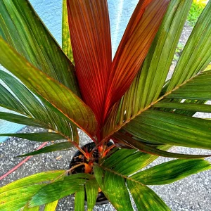 Red Crownshaft Palm Live Plant – Areca Vestiaria – 3 Gallon Pot – Indoor/Outdoor - Image 5