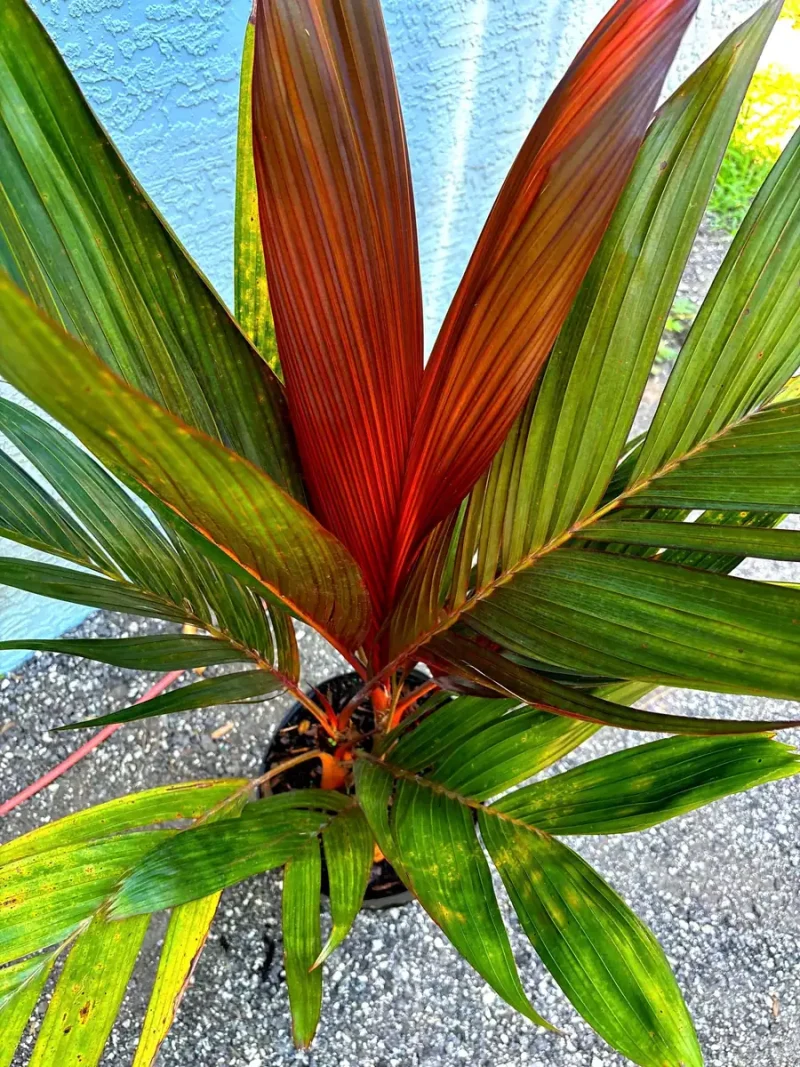 Red Crownshaft Palm Live Plant - Exotic Areca Vestiaria 3 Gallon
