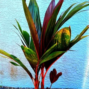 Red Crownshaft Palm Live Plant – Areca Vestiaria – 3 Gallon Pot – Indoor/Outdoor - Image 7