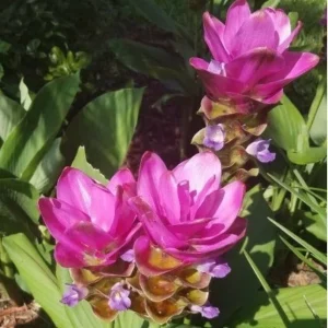 Red Curcuma Flower Plant Rhizomes - Fast Growing Turmeric Plant for Garden - Image 2
