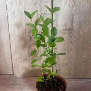 Red Cuttley Guava Live Plant – Strawberry Ruby Guava Tree – 4 or 6 Inch Pot - Image 10