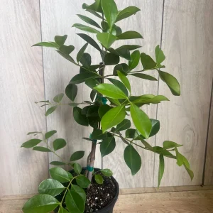 Red Cuttley Guava Live Plant – Strawberry Ruby Guava Tree – 4 or 6 Inch Pot - Image 2