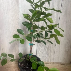Red Cuttley Guava Live Plant – Strawberry Ruby Guava Tree – 4 or 6 Inch Pot - Image 4