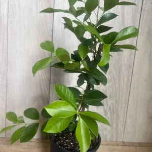 Red Cuttley Guava Live Plant – Strawberry Ruby Guava Tree – 4 or 6 Inch Pot - Image 5