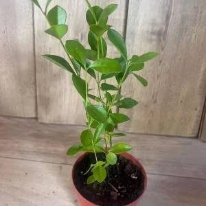 Red Cuttley Guava Live Plant – Strawberry Ruby Guava Tree – 4 or 6 Inch Pot - Image 7