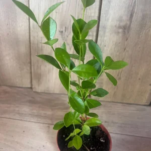 Red Cuttley Guava Live Plant – Strawberry Ruby Guava Tree – 4 or 6 Inch Pot - Image 8