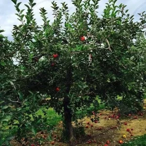 Red Delicious Apple Tree Live Plant - 2ft Tall, Quart Pot, Sweet Fruit - Image 3