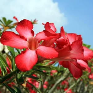 Red Desert Rose Live Plant - Adenium obesum Starter, 4-6" Tall, Red Flowers - Image 2
