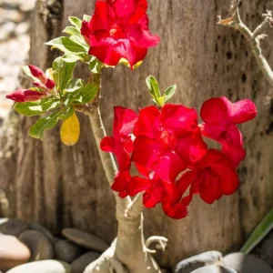 Red Desert Rose Live Plant - Adenium obesum Starter, 4-6