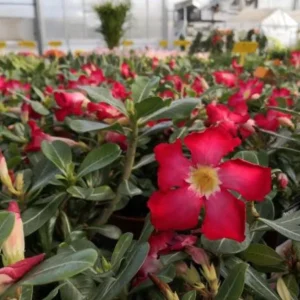 Red Desert Rose Live Plant - Adenium obesum Starter, 4-6