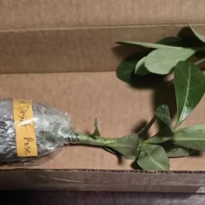Red Desert Rose Live Plant - Adenium obesum Starter, 4-6