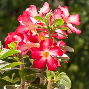 Red Desert Rose Live Plant - Adenium obesum Starter, 4-6" Tall, Red Flowers - Image 1