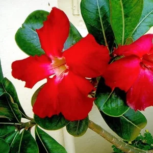 Red Desert Rose Live Plant - Adenium obesum Starter, 4-6