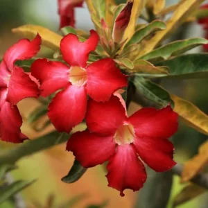 Red Desert Rose Live Plant - Adenium obesum Starter, 4-6