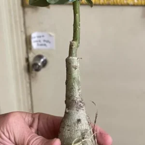 Red Desert Rose Live Plant - Adenium Obesum Succulent - 3-6