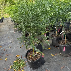 Red Finger Lime Tree - 5 Gallon Live Plant, 3-4 Feet Tall Citrus - Image 2