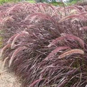 Red Fountain Grass Live Plant - Perennial Ornamental Grass for Fall Color - Image 3