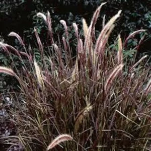 Red Fountain Grass Live Plant - Perennial Ornamental Grass for Fall Color - Image 1