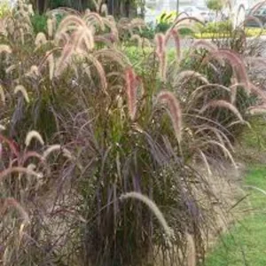 Red Fountain Grass Live Plant - Perennial Ornamental Grass for Fall Color - Image 6