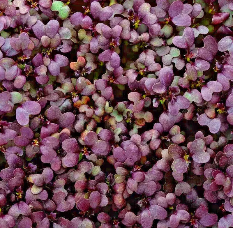 Red Garnet Mustard Microgreen Seeds - Heirloom Non-GMO for Sprouting - Image 1