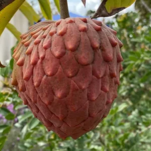 Red Geffner Atemoya Live Plant – 3 Feet Tall – Ship in 3 Gallon Pot - Image 1